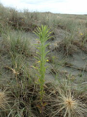 Amblyopone australis