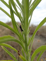 Amblyopone australis