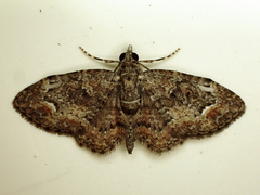 Pasiphilodes testulata