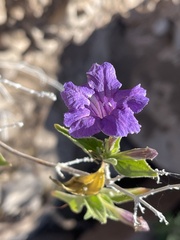 Ruellia californica