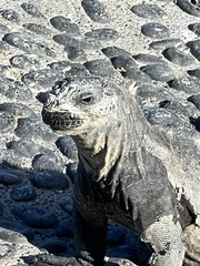 Amblyrhynchus cristatus hassi