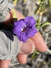 Ruellia californica