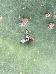 Pseudodyscrasis scutellaris