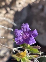 Ruellia californica