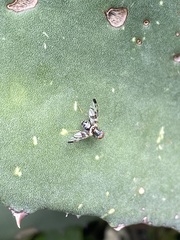 Pseudodyscrasis scutellaris