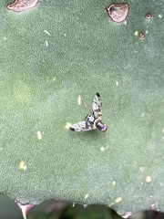 Pseudodyscrasis scutellaris