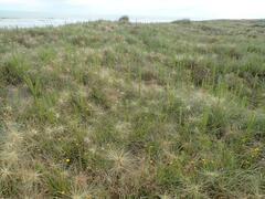 Amblyopone australis