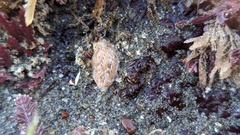 Aeolidia