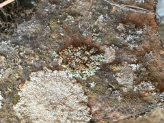 Rhizoplaca chrysoleuca