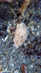 Aeolidia