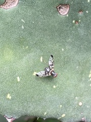 Pseudodyscrasis scutellaris