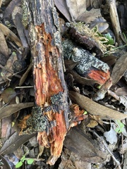 Phanerochaete sanguinea