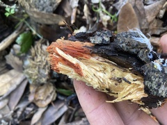 Phanerochaete sanguinea
