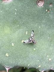 Pseudodyscrasis scutellaris