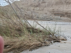 Chilopsis linearis arcuata