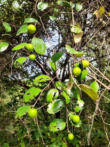 Ziziphus mauritiana