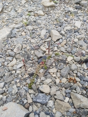 Epilobium brunnescens
