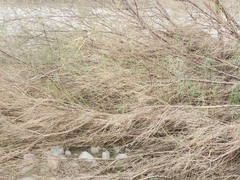 Chilopsis linearis arcuata