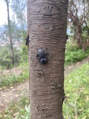 Zopherus laevicollis