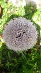 Allium nutans