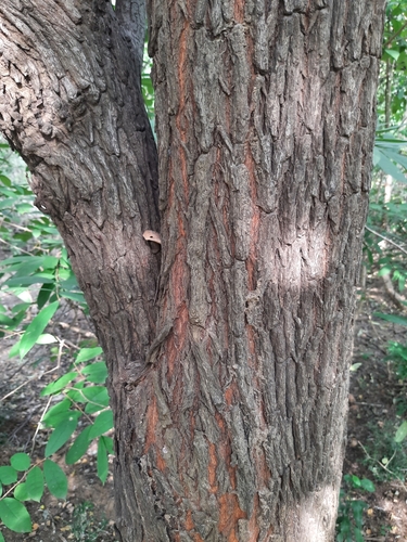 Ziziphus mauritiana