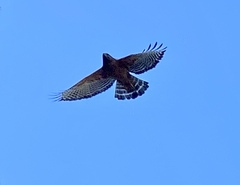 Buteo lineatus