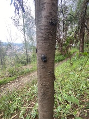 Zopherus laevicollis