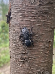 Zopherus laevicollis