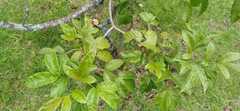 Fraxinus chinensis