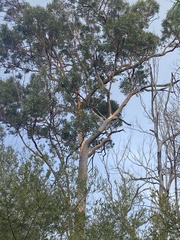 Eucalyptus propinqua
