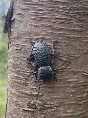 Zopherus laevicollis