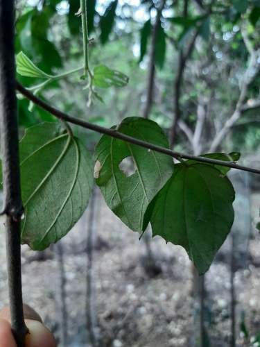 Ziziphus mauritiana