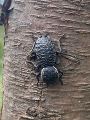 Zopherus laevicollis