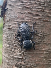 Zopherus laevicollis