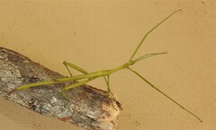 Didymuria violescens