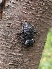 Zopherus laevicollis