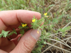 Ornithopus compressus