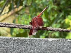 Neurothemis terminata