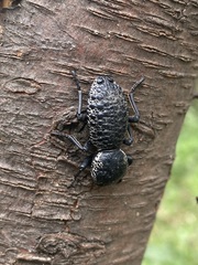 Zopherus laevicollis