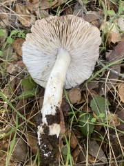 Tricholoma griseoviolaceum