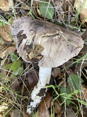 Tricholoma griseoviolaceum