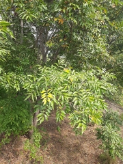 Lannea coromandelica