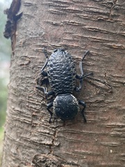 Zopherus laevicollis