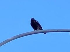 Buteo lineatus