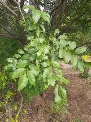 Lannea coromandelica