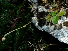 Geum cockaynei