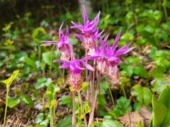 Calypso bulbosa occidentalis