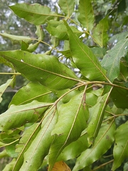 Lannea coromandelica