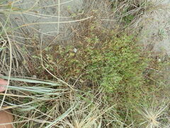 Ornithopus compressus