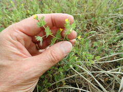Ornithopus compressus